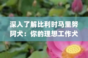 深入了解比利时马里努阿犬：你的理想工作犬与家庭伙伴