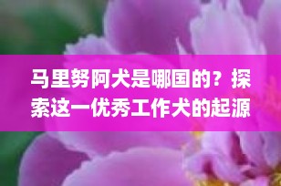 马里努阿犬是哪国的？探索这一优秀工作犬的起源与特性