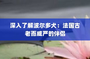 深入了解波尔多犬：法国古老而威严的伴侣
