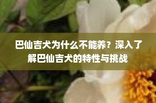 巴仙吉犬为什么不能养？深入了解巴仙吉犬的特性与挑战