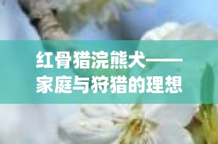 红骨猎浣熊犬——家庭与狩猎的理想伴侣