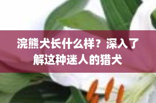浣熊犬长什么样？深入了解这种迷人的猎犬