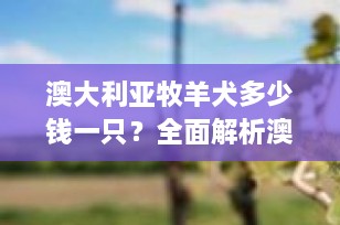澳大利亚牧羊犬多少钱一只？全面解析澳洲牧羊犬的价格与选购指南