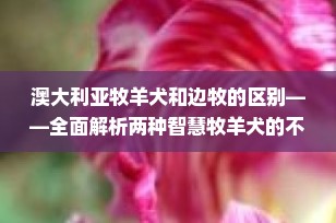 澳大利亚牧羊犬和边牧的区别——全面解析两种智慧牧羊犬的不同