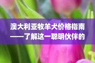 澳大利亚牧羊犬价格指南——了解这一聪明伙伴的投资价值