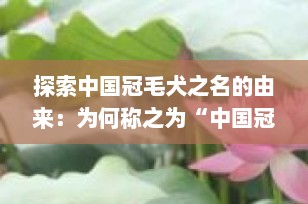 探索中国冠毛犬之名的由来：为何称之为“中国冠毛犬”？
