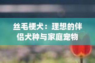 丝毛梗犬：理想的伴侣犬种与家庭宠物