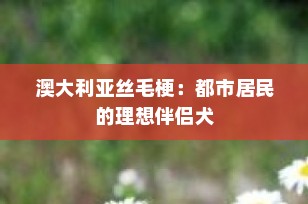 澳大利亚丝毛梗：都市居民的理想伴侣犬
