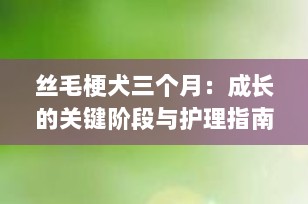 丝毛梗犬三个月：成长的关键阶段与护理指南