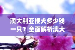 澳大利亚梗犬多少钱一只？全面解析澳大利亚梗犬价格及选购指南