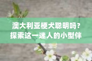 澳大利亚梗犬聪明吗？探索这一迷人的小型伴侣犬的智慧世界
