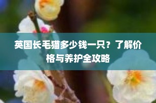 英国长毛猫多少钱一只？了解价格与养护全攻略