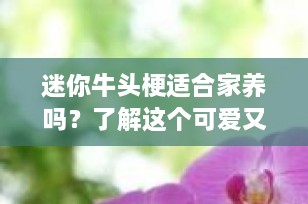 迷你牛头梗适合家养吗？了解这个可爱又忠诚的小伙伴