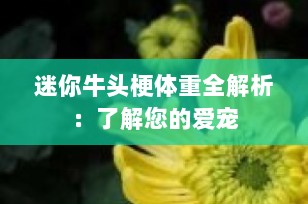 迷你牛头梗体重全解析：了解您的爱宠