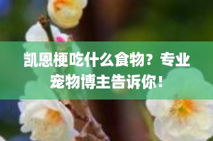 凯恩梗吃什么食物？专业宠物博主告诉你！
