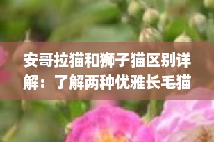安哥拉猫和狮子猫区别详解：了解两种优雅长毛猫的不同之处