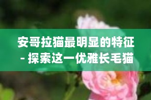 安哥拉猫最明显的特征 - 探索这一优雅长毛猫的独特之美
