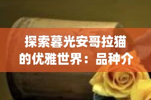 探索暮光安哥拉猫的优雅世界：品种介绍与养护指南