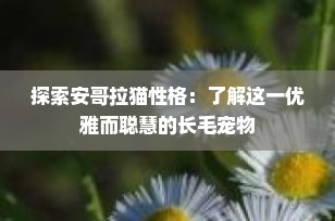 探索安哥拉猫性格：了解这一优雅而聪慧的长毛宠物