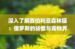 深入了解西伯利亚森林猫：俄罗斯的骄傲与宠物界的瑰宝