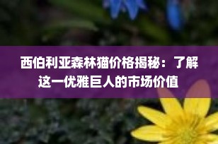 西伯利亚森林猫价格揭秘：了解这一优雅巨人的市场价值