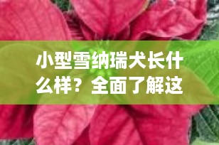 小型雪纳瑞犬长什么样？全面了解这一迷人的迷你伴侣犬