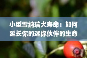 小型雪纳瑞犬寿命：如何延长你的迷你伙伴的生命？