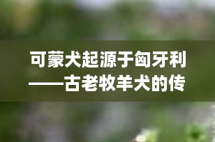 可蒙犬起源于匈牙利——古老牧羊犬的传奇