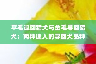 平毛巡回猎犬与金毛寻回猎犬：两种迷人的寻回犬品种全面解析