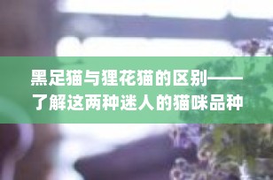 黑足猫与狸花猫的区别——了解这两种迷人的猫咪品种