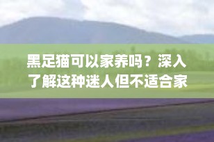 黑足猫可以家养吗？深入了解这种迷人但不适合家庭饲养的小型猫科动物