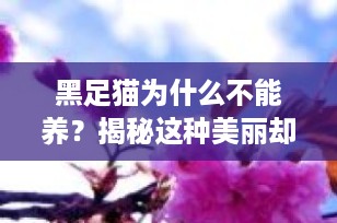黑足猫为什么不能养？揭秘这种美丽却危险的野生小猫