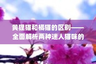 黄狸猫和橘猫的区别——全面解析两种迷人猫咪的独特之处