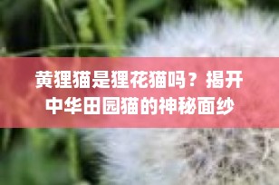 黄狸猫是狸花猫吗？揭开中华田园猫的神秘面纱