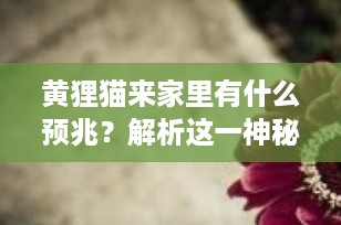黄狸猫来家里有什么预兆？解析这一神秘现象背后的真相