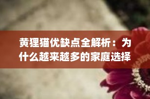 黄狸猫优缺点全解析：为什么越来越多的家庭选择它们作为宠物？