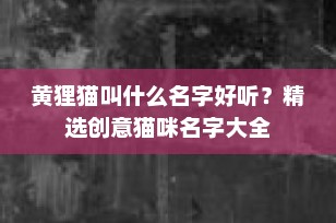 黄狸猫叫什么名字好听？精选创意猫咪名字大全