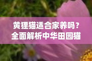 黄狸猫适合家养吗？全面解析中华田园猫的魅力与养护指南