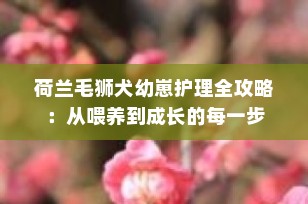 荷兰毛狮犬幼崽护理全攻略：从喂养到成长的每一步