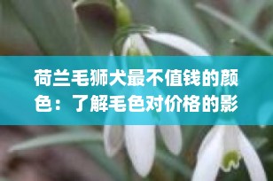 荷兰毛狮犬最不值钱的颜色：了解毛色对价格的影响