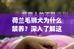 荷兰毛狮犬为什么禁养？深入了解这一迷人犬种的真相