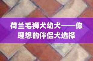 荷兰毛狮犬幼犬——你理想的伴侣犬选择