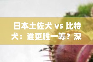 日本土佐犬 vs 比特犬：谁更胜一筹？深度解析两大猛犬的实力对比