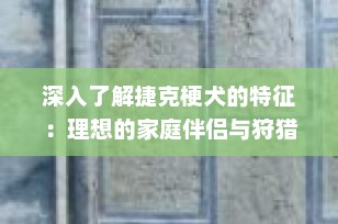 深入了解捷克梗犬的特征：理想的家庭伴侣与狩猎伙伴