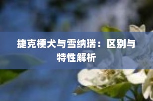 捷克梗犬与雪纳瑞：区别与特性解析