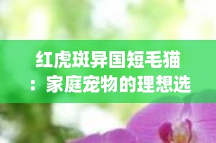 红虎斑异国短毛猫：家庭宠物的理想选择