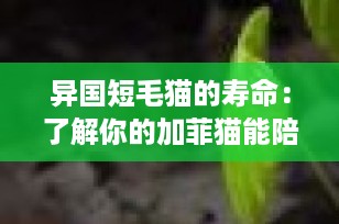 异国短毛猫的寿命：了解你的加菲猫能陪你多久