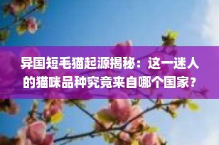 异国短毛猫起源揭秘：这一迷人的猫咪品种究竟来自哪个国家？