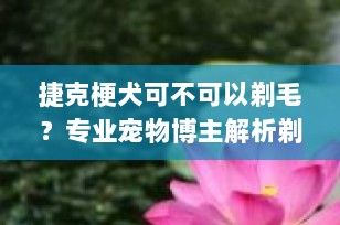 捷克梗犬可不可以剃毛？专业宠物博主解析剃毛的利与弊