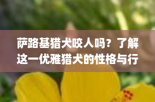 萨路基猎犬咬人吗？了解这一优雅猎犬的性格与行为